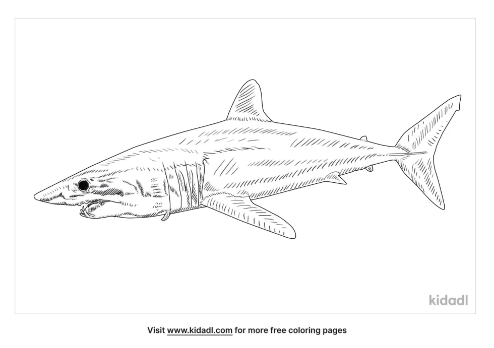 Shortfin Mako Shark | Kidadl