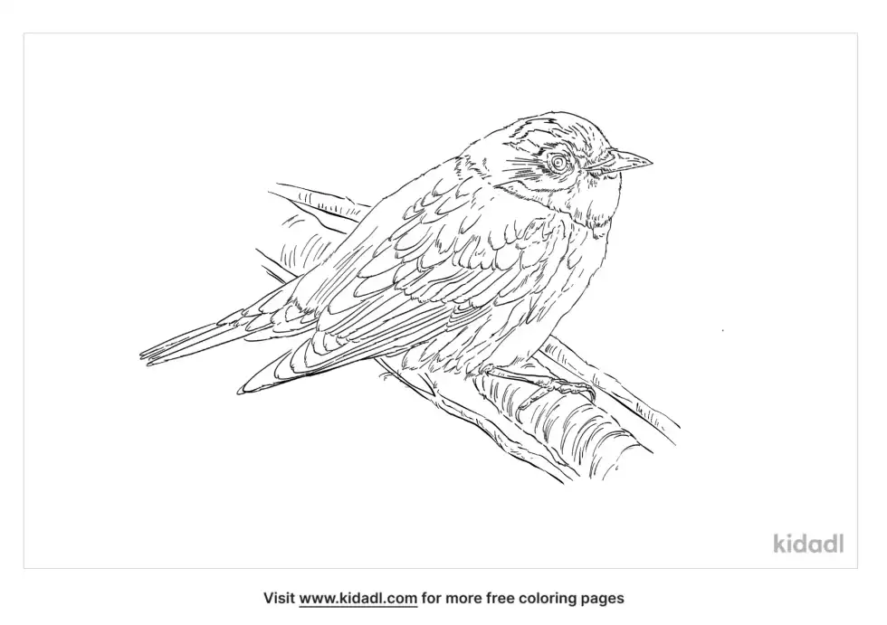 Palm Warbler Coloring Page