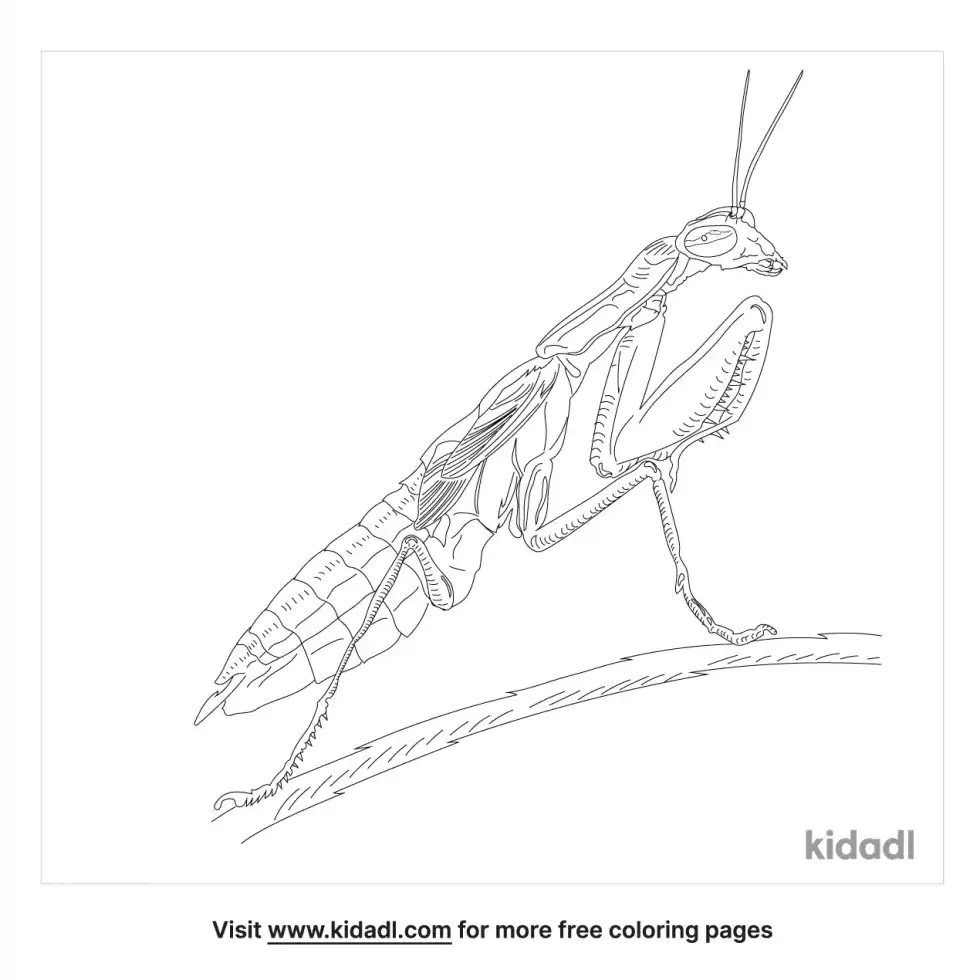 Mantis Coloring Page