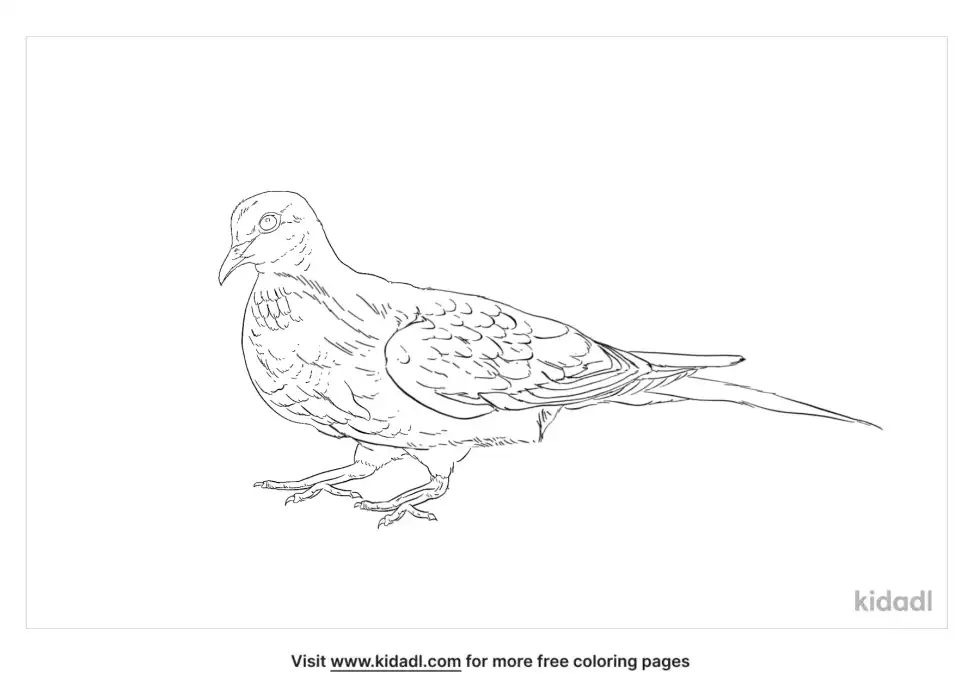 Laughing Dove Coloring Page