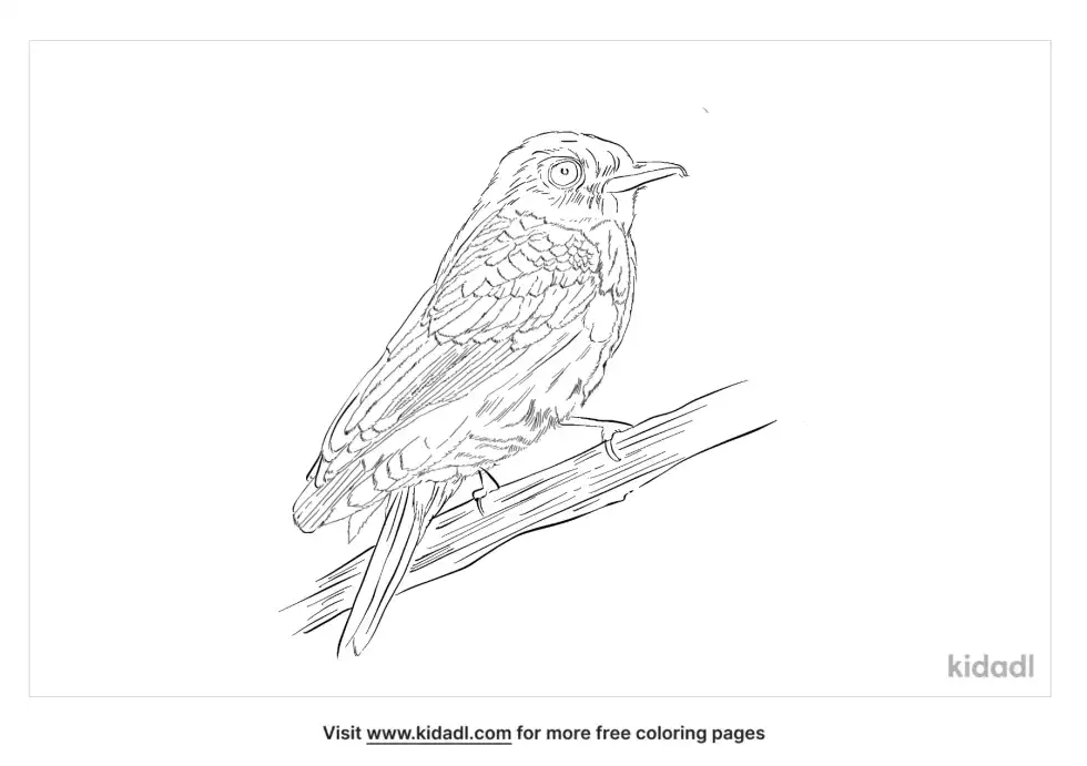 Brown Breasted Flycatcher Coloring Page