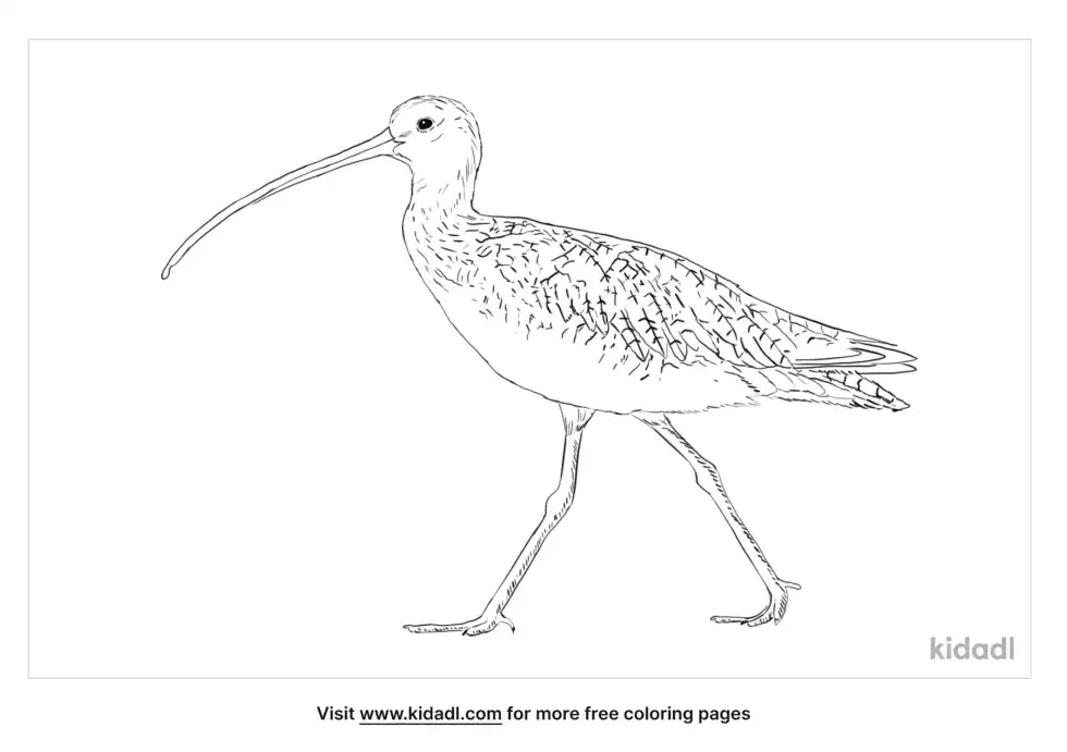 Long-Billed Curlew Coloring Page