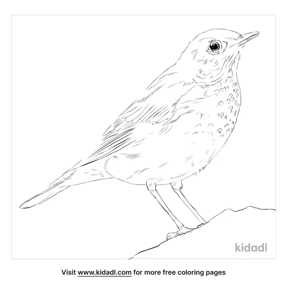 Gray-Cheeked Thrush Coloring Page