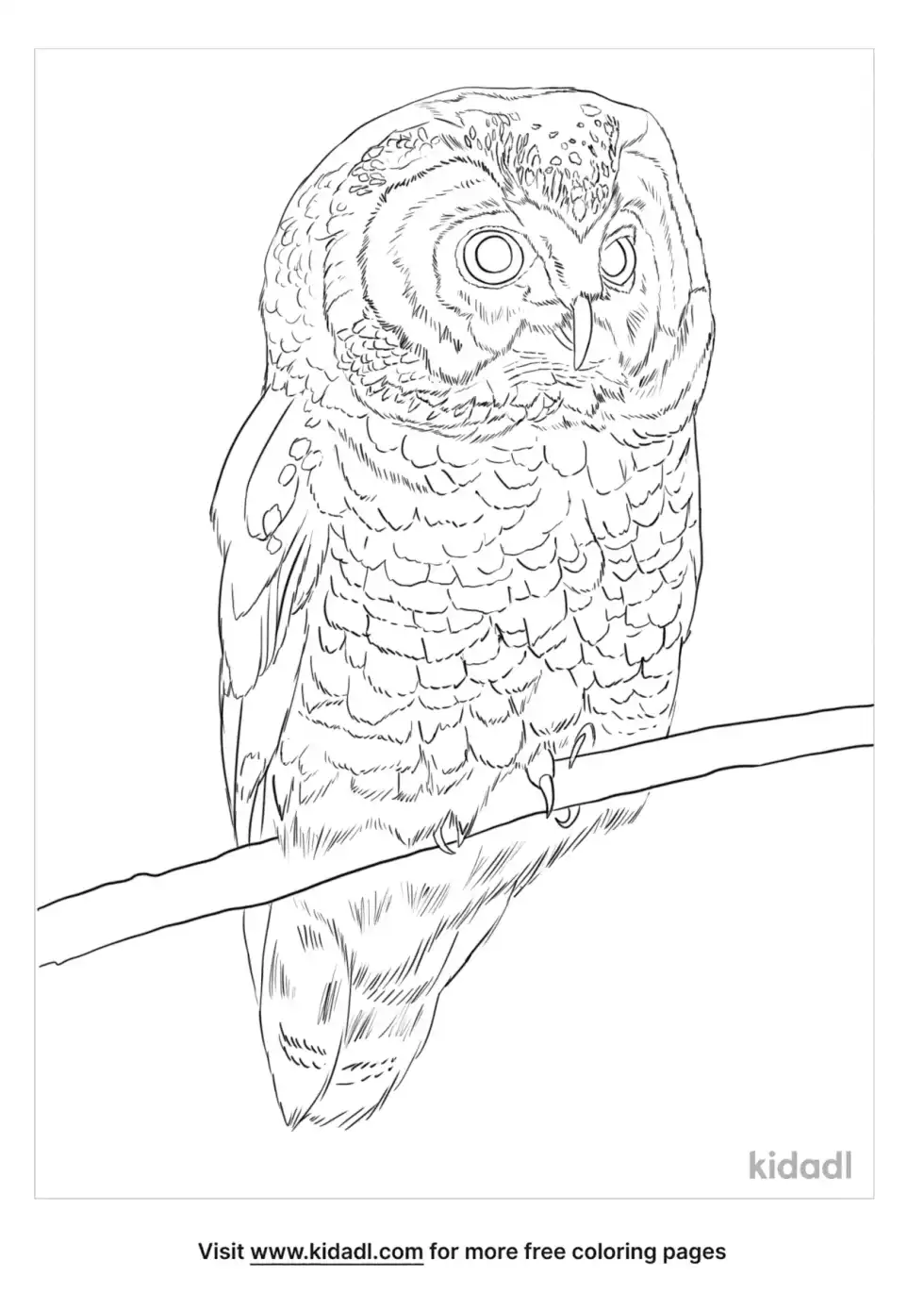 Boreal Owl Coloring Page