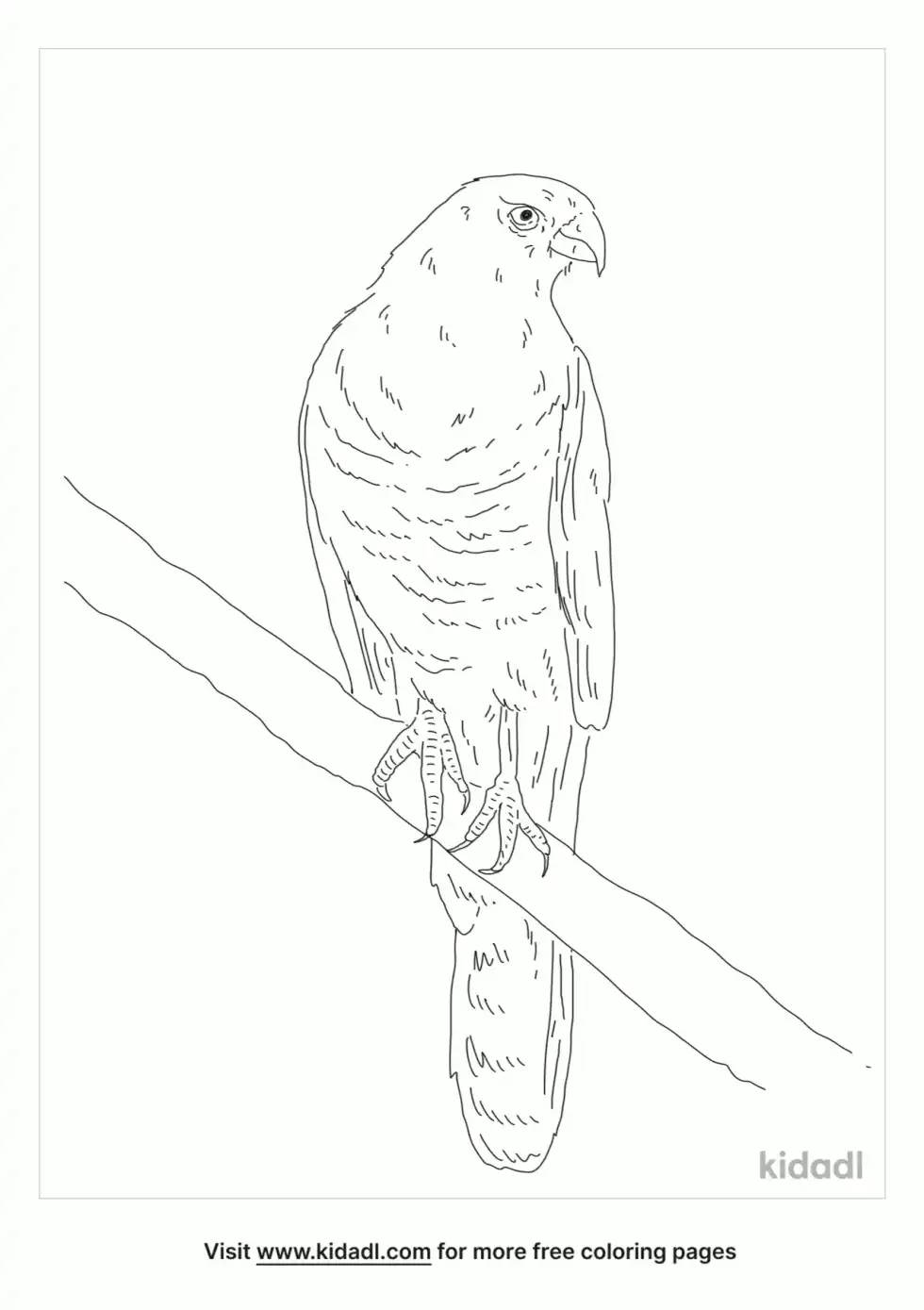 Gabar Goshawk Coloring Page
