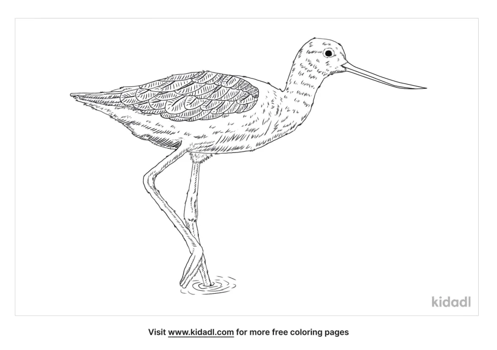 Avocet Coloring Page