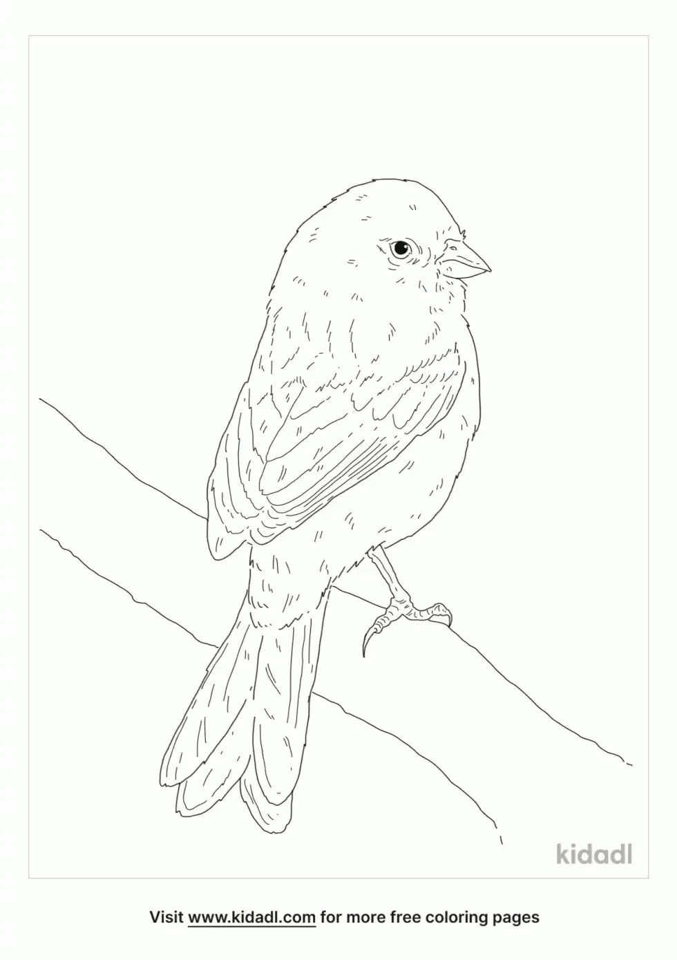 Black Chinned Sparrow Coloring Page