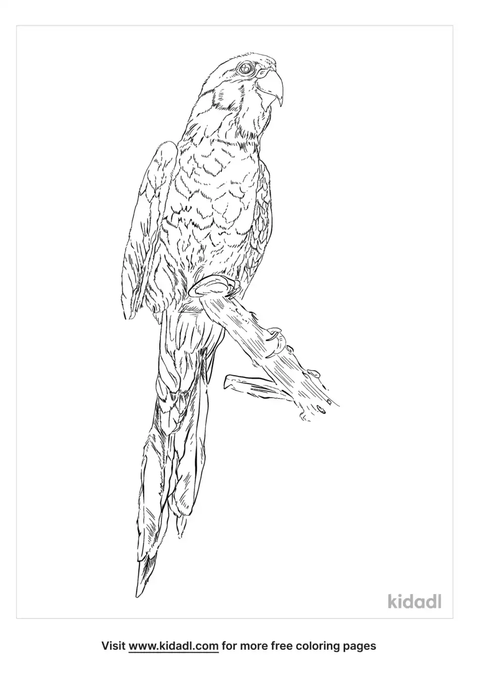 Scaly Breasted Lorikeet Coloring Page