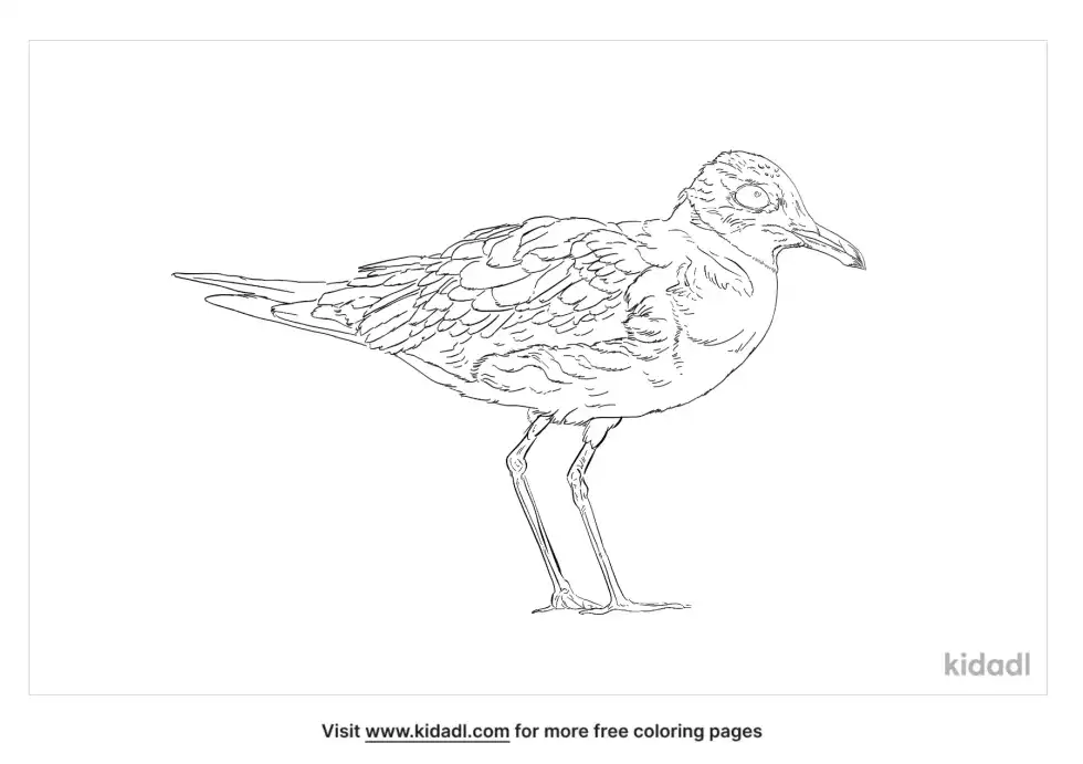 Lesser Sand Plover Coloring Page