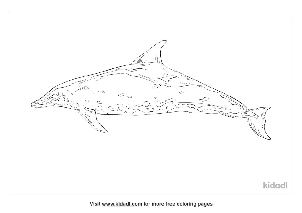 Rough-Toothed Dolphin Coloring Page