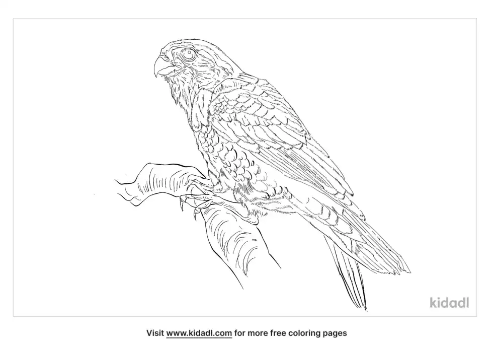 Falconet Coloring Page