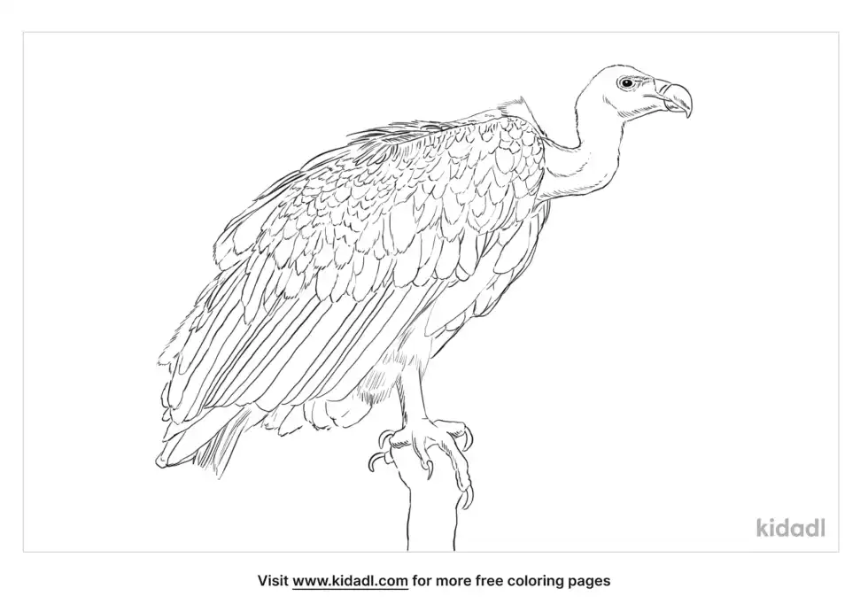 Indian Vulture Coloring Page