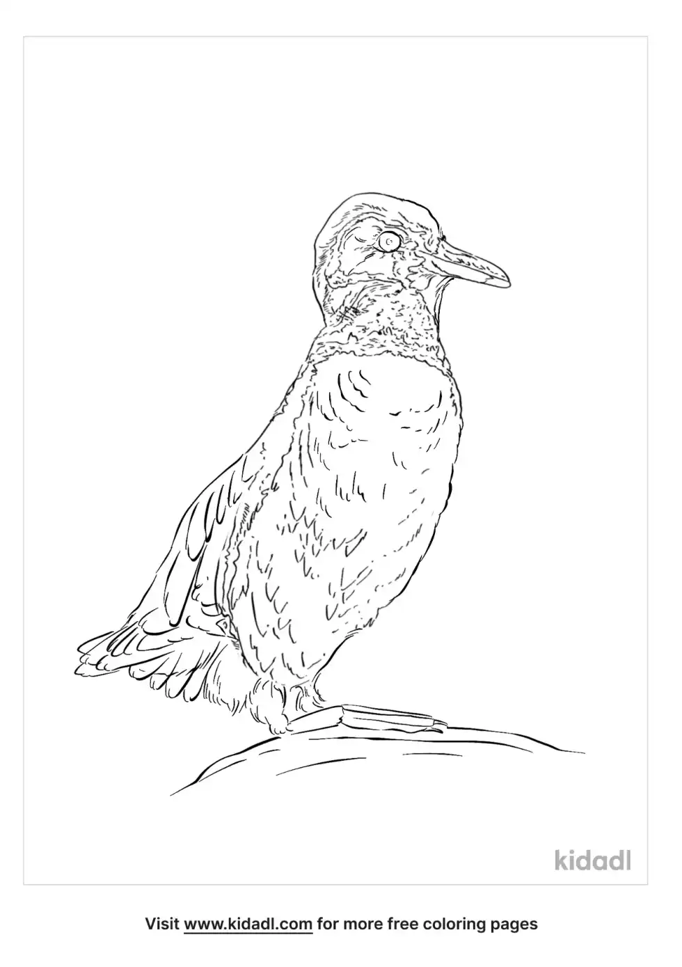 Least Auklet Coloring Page