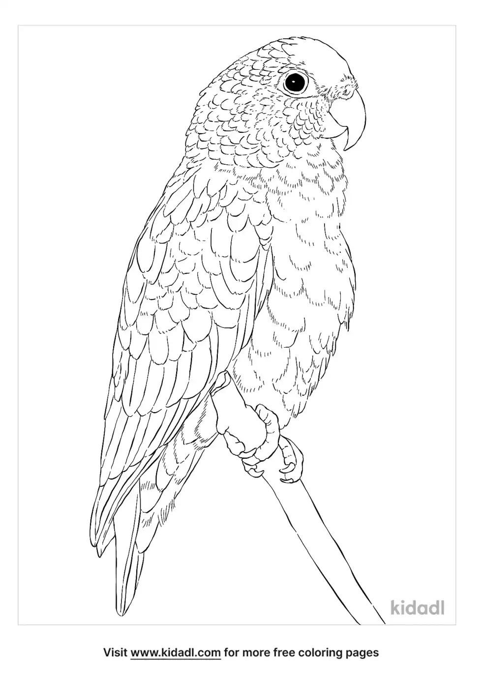 Pionus Parrot Coloring Page