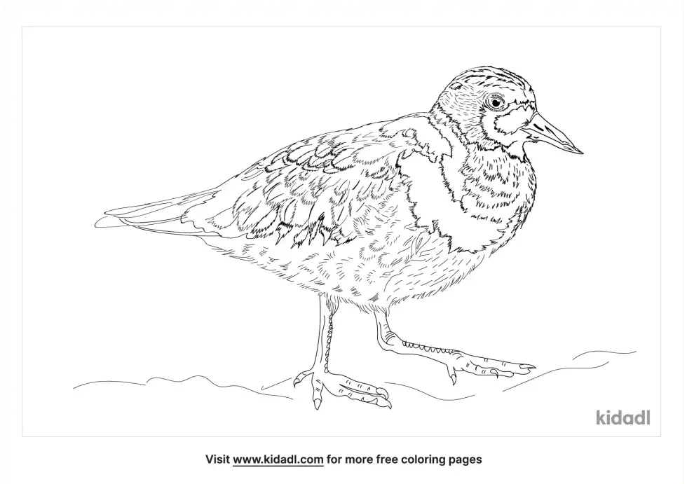 Ruddy Turnstone Coloring Page
