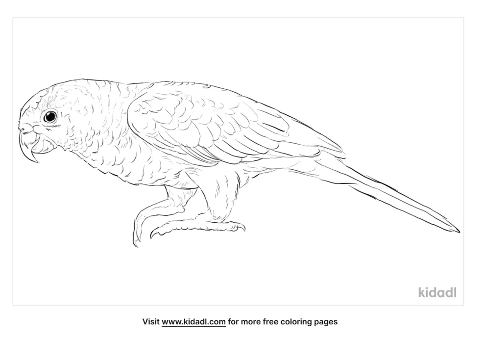 Yellow-Chevroned Parakeet Coloring Page