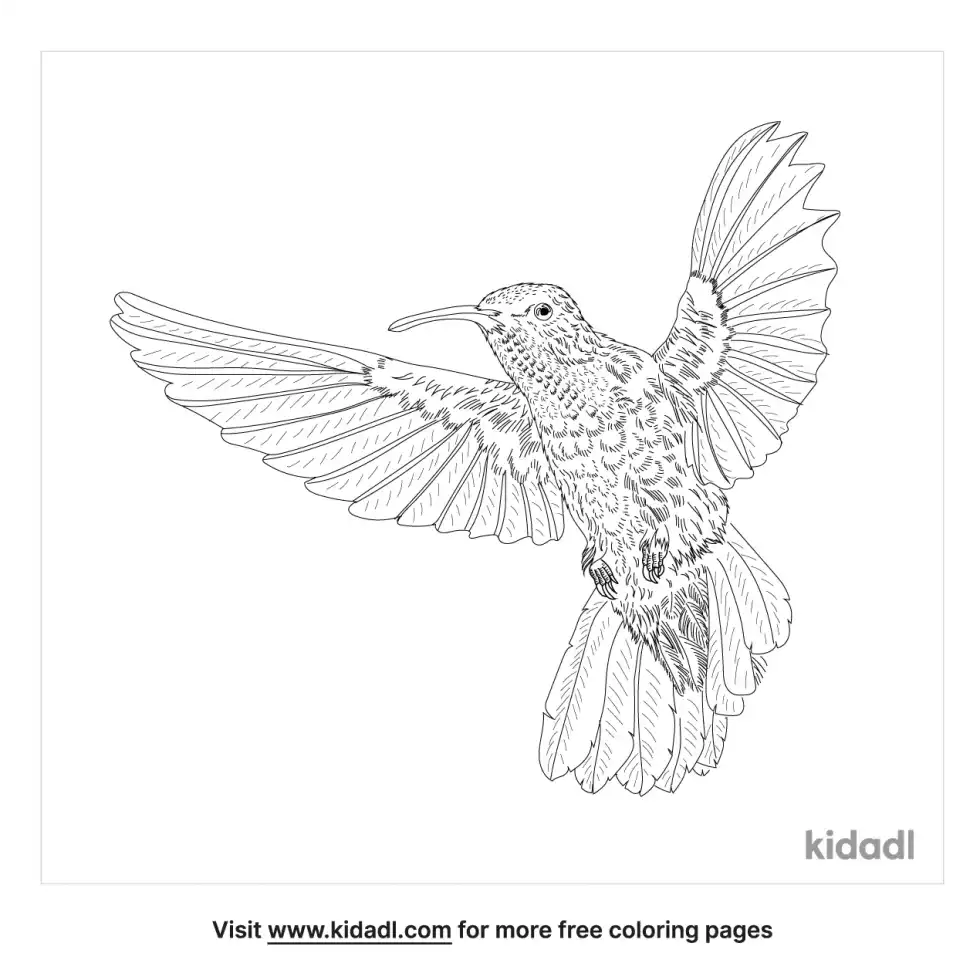 Lesser Violetear Coloring Page