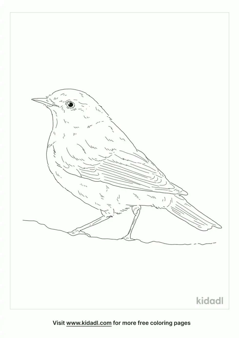 Willow Warbler Coloring Page