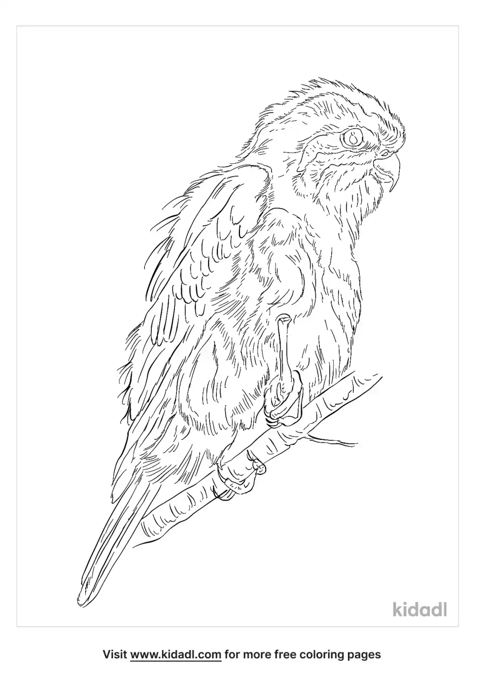Collared Falconet Coloring Page