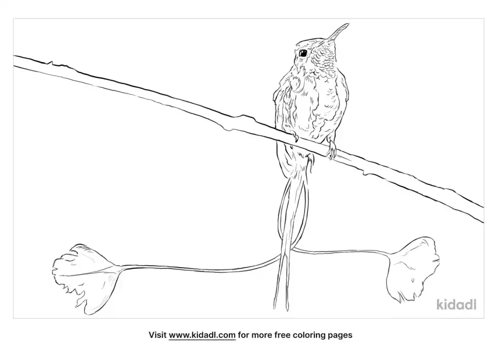 Marvellous Spatuletail Coloring Page
