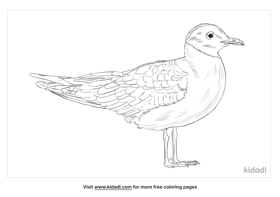 Franklin's Gull Coloring Page
