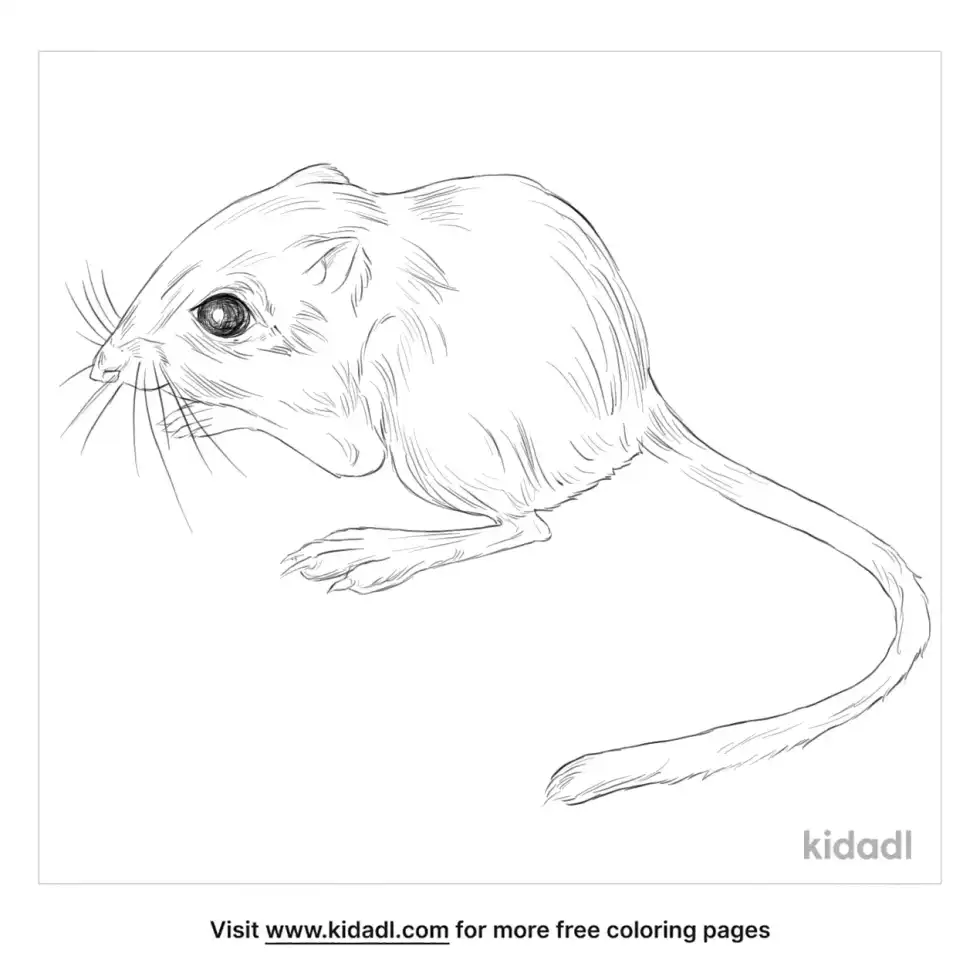 Fresno Kangaroo Rat Coloring Page