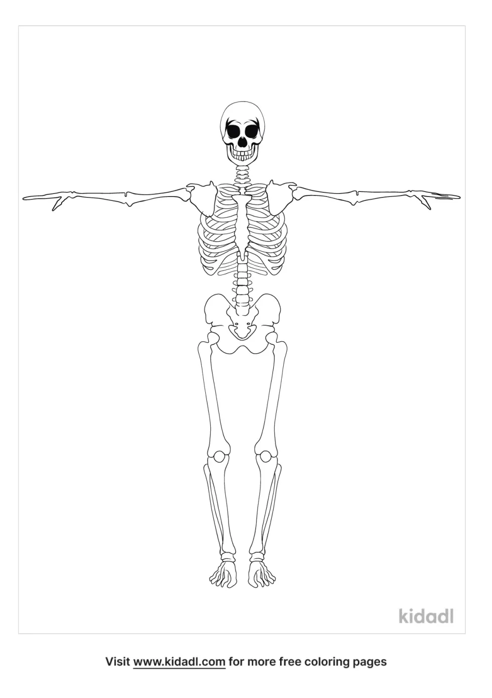 Detailed Skeleton