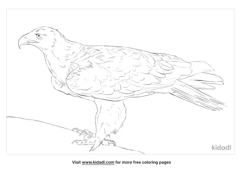 Spanish Imperial Eagle Coloring Page