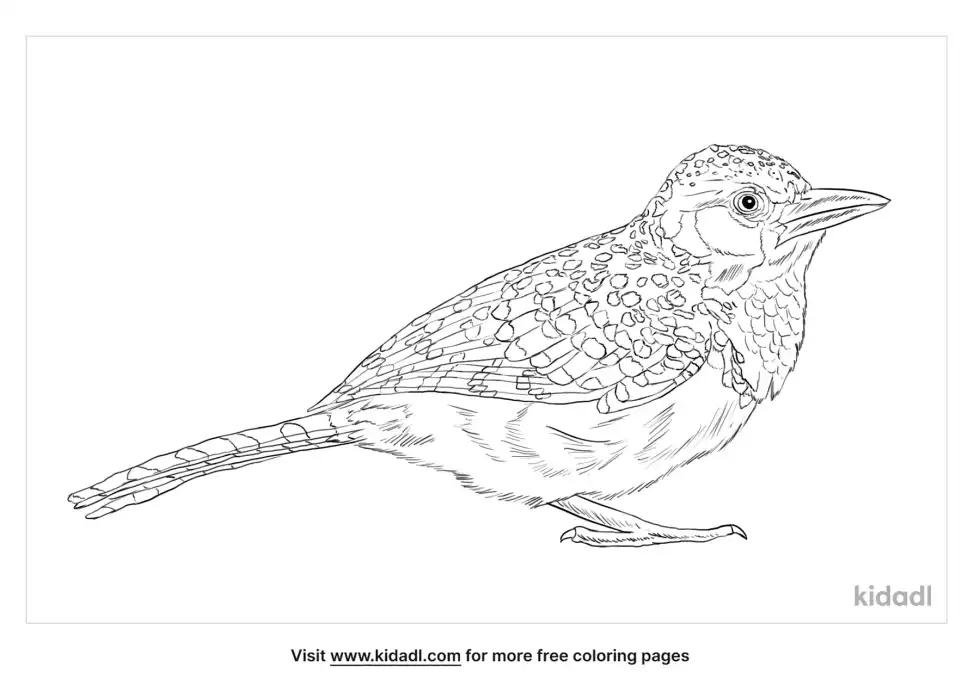 Barbet Bird Coloring Page
