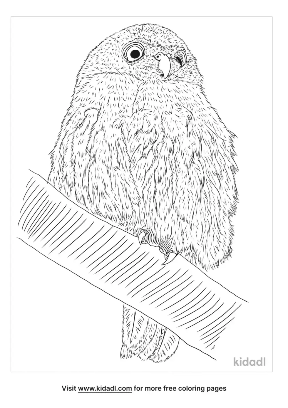 Tamaulipas Pygmy Owl Coloring Page