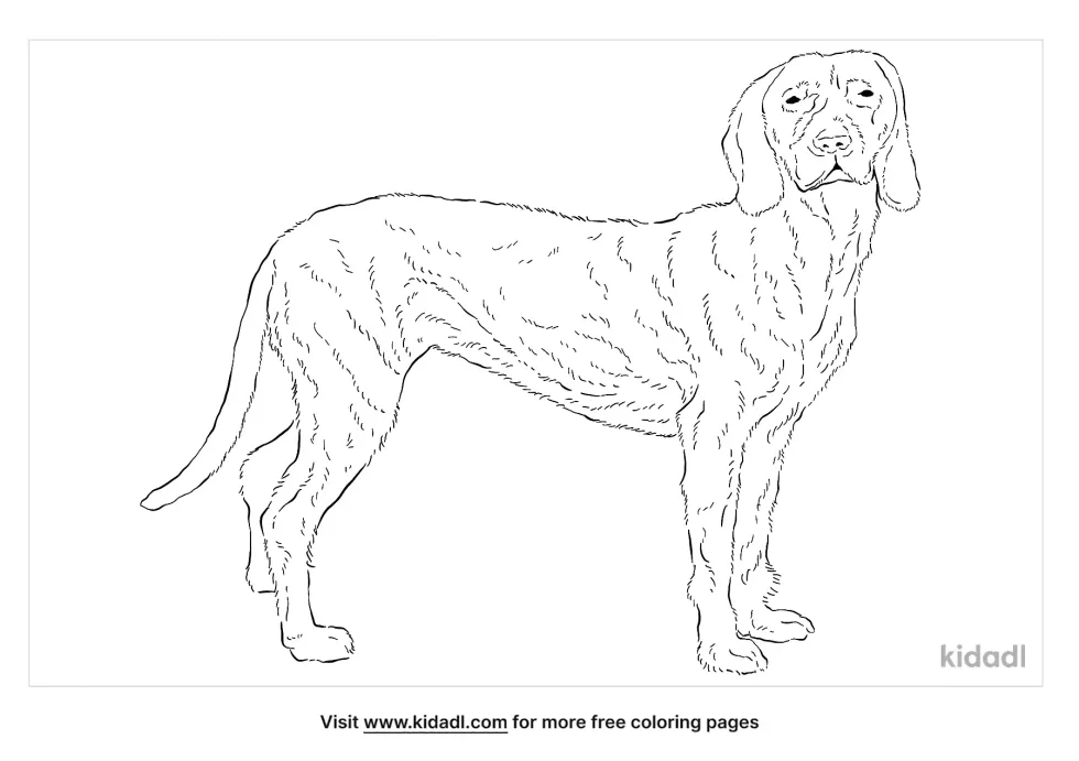 Bavarian Mountain Hound Coloring Page