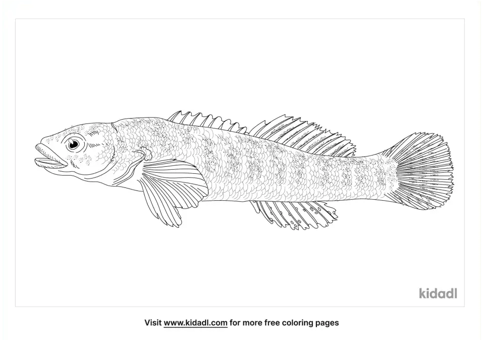 Fantail Darter Coloring Page