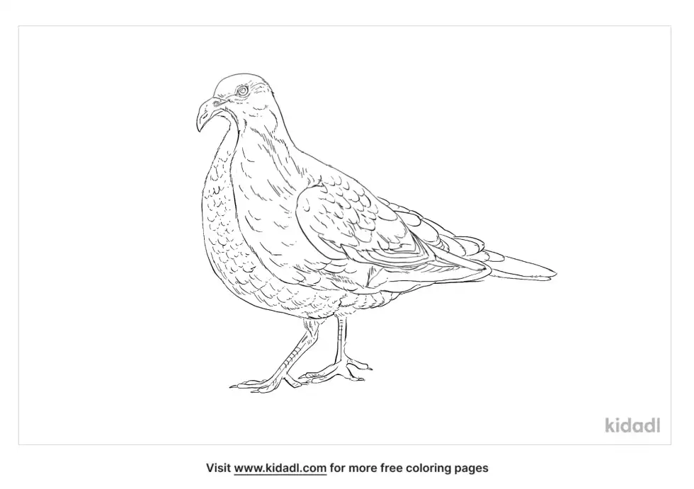 Key West Quail-Dove Coloring Page