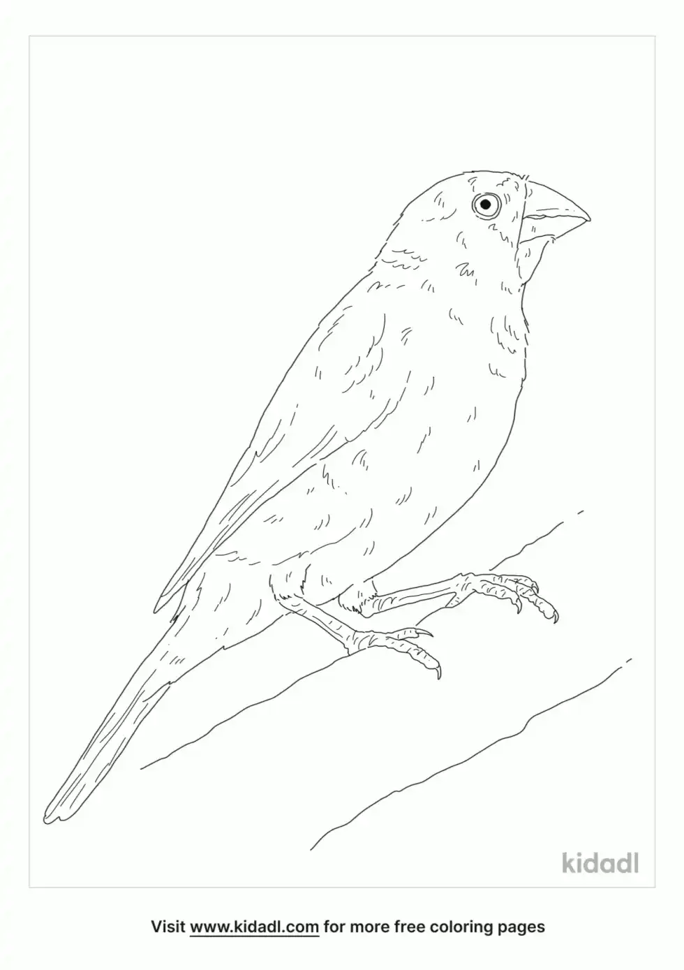 Masked Finch Coloring Page