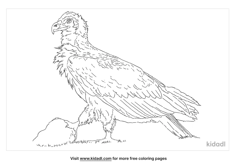 Cinereous Vulture Coloring Page