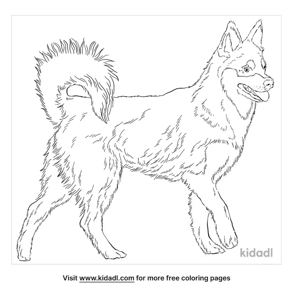 Alaskan Klee Kai Coloring Page