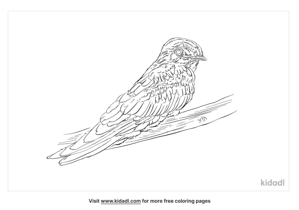 Puerto Rican Nightjar Coloring Page