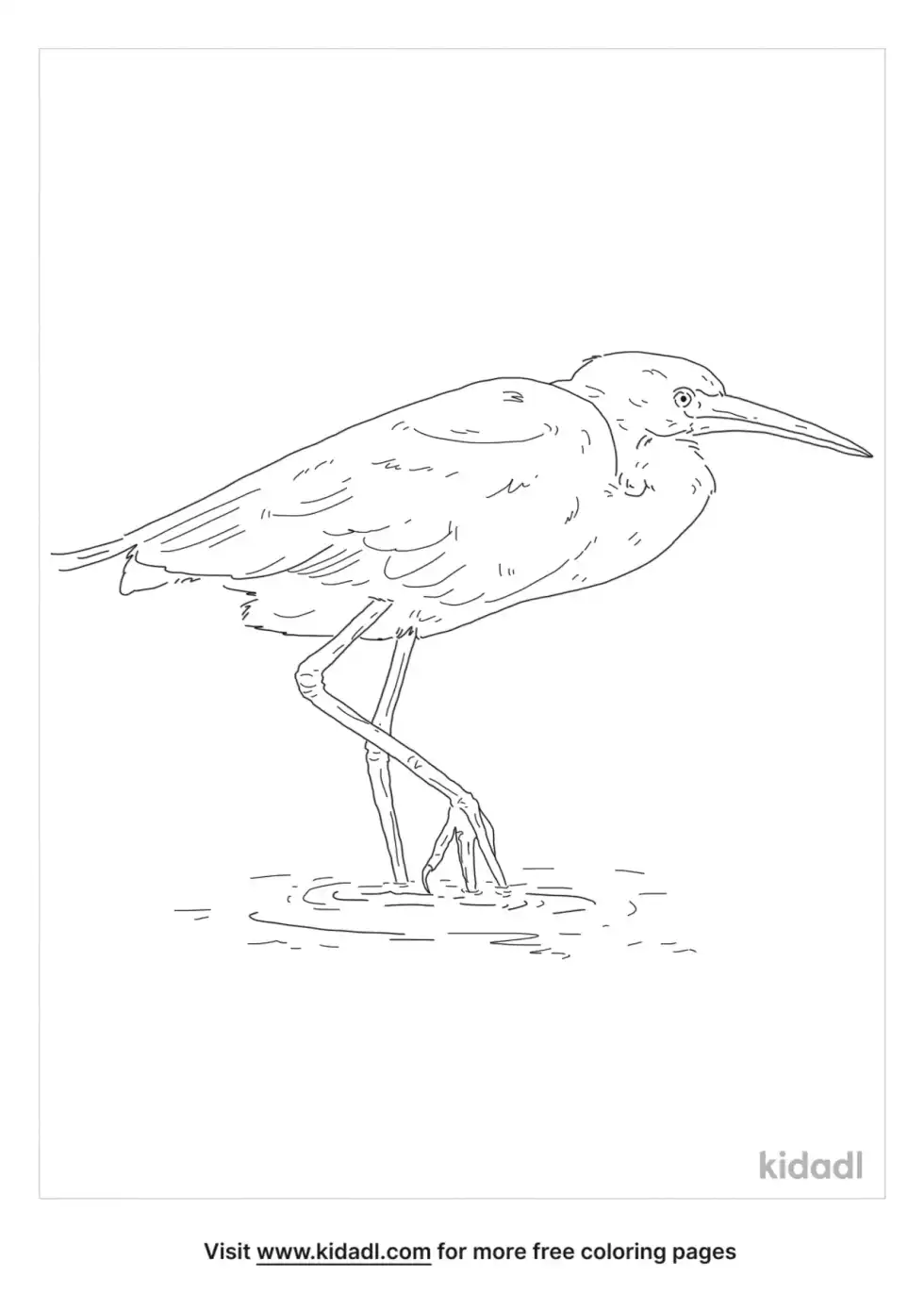 Little Blue Heron Coloring Page