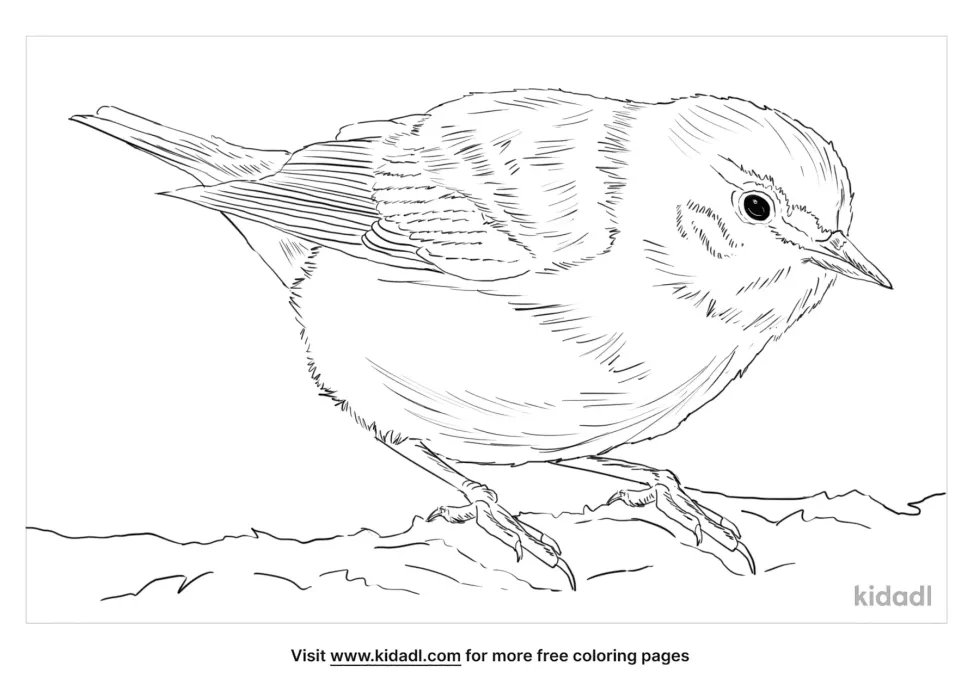 Tennessee Warbler Coloring Page
