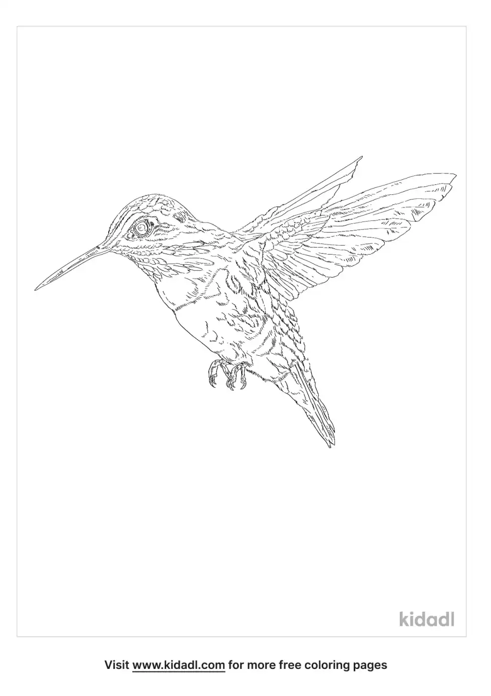 Calliope Hummingbird Coloring Page