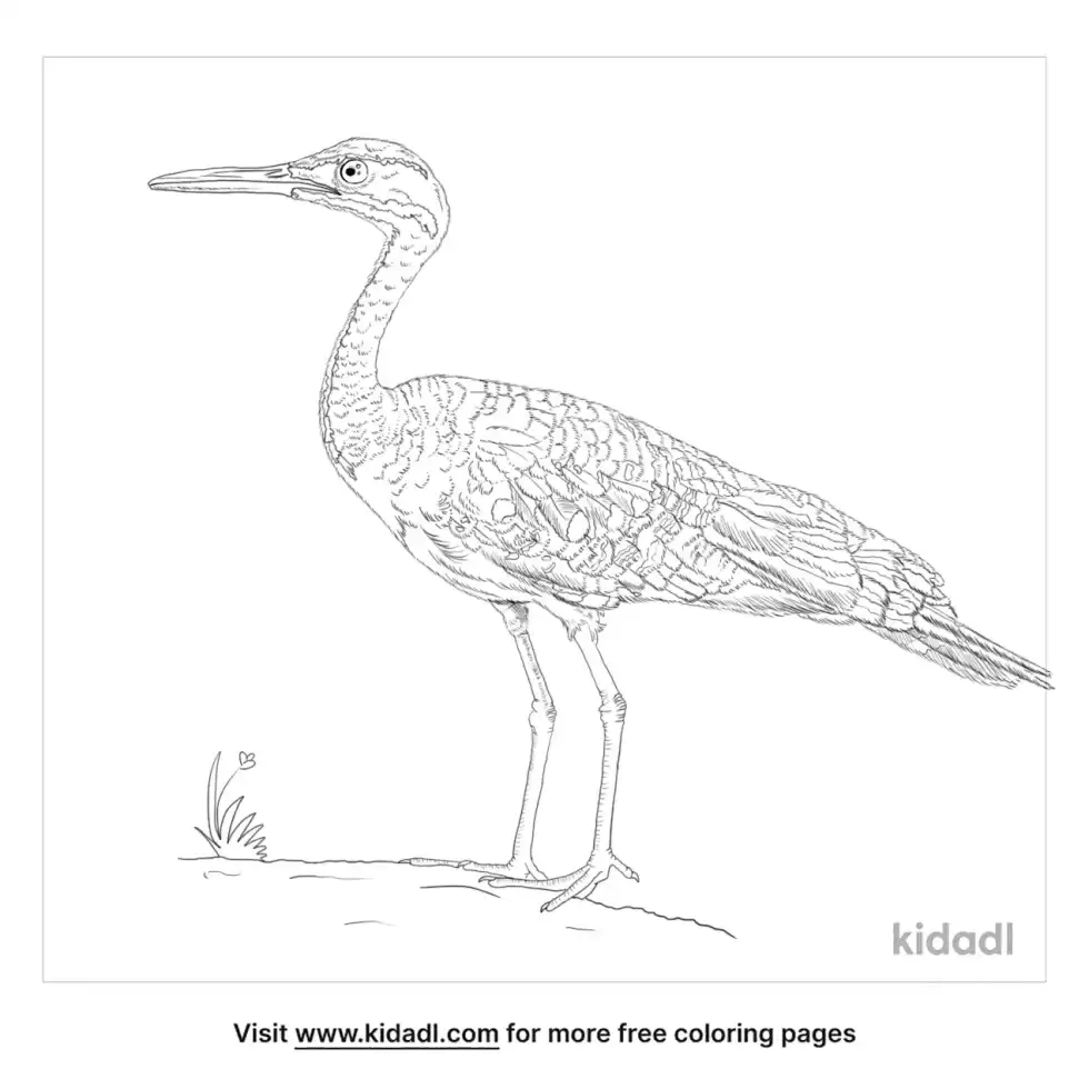 Sunbittern Coloring Page