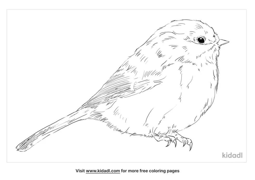 Boreal Chickadee Coloring Page