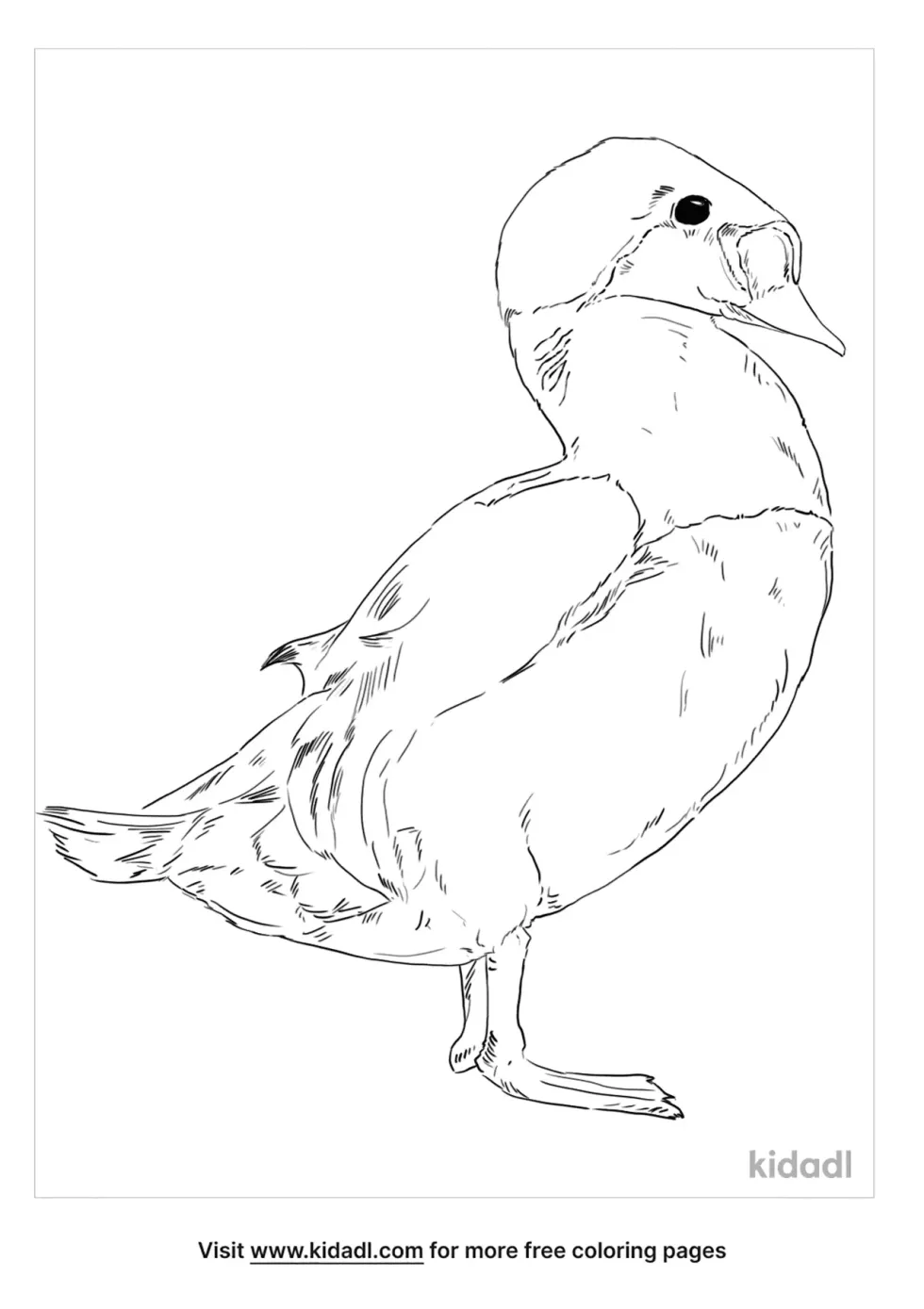 King Eider Coloring Page