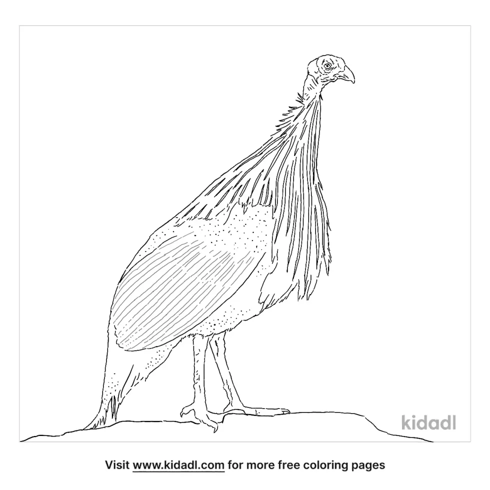 Vulturine Guineafowl Coloring Page