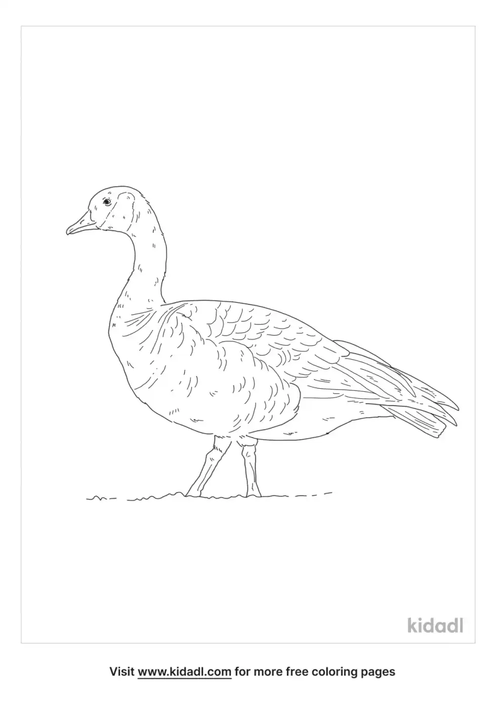 Cackling Goose Coloring Page