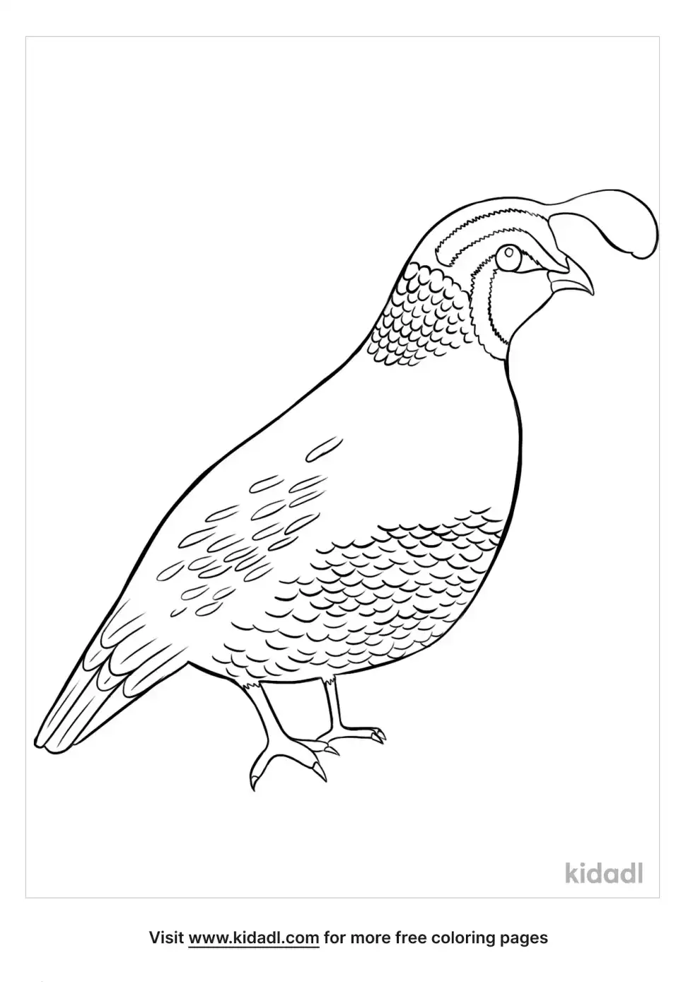California State Bird Coloring Page