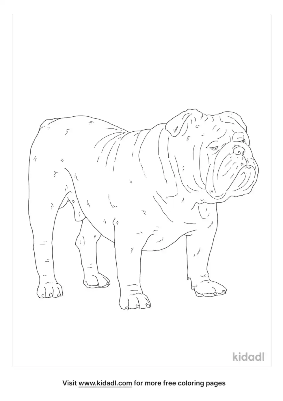 English Bulldog Coloring Page