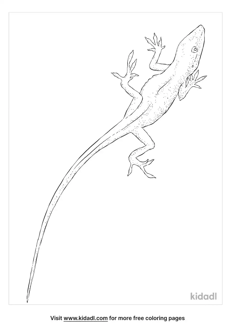 Bahaman Anole Coloring Page