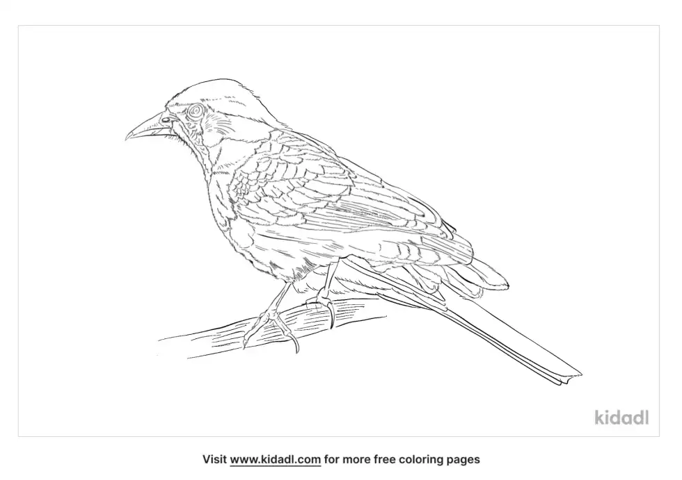 Ashy Minivet Coloring Page