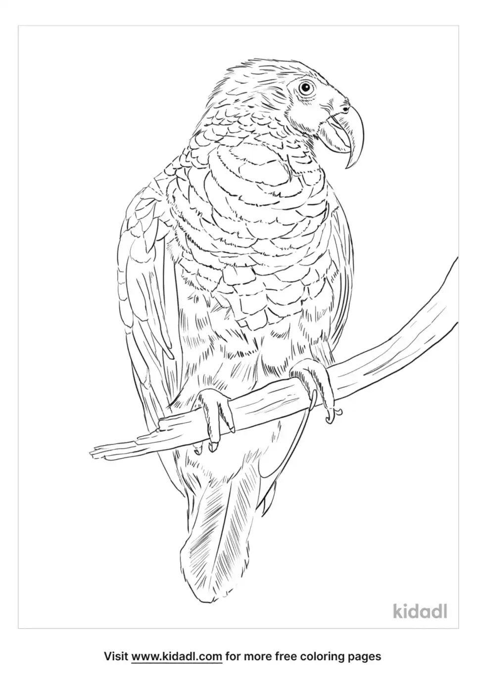 Vulturine Parrot Coloring Page